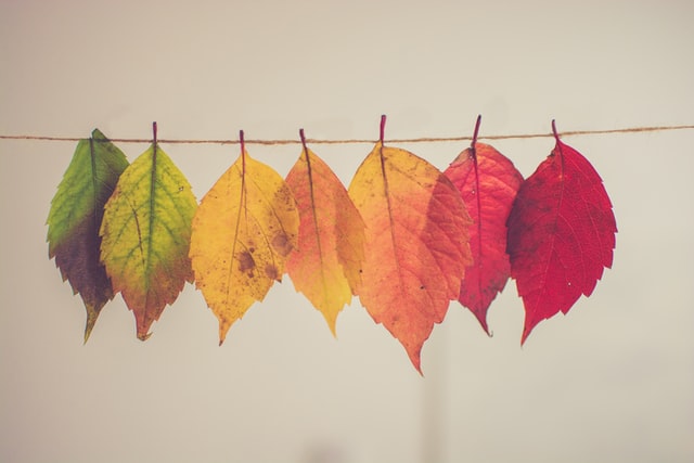 A close up of changing leaves which could represent major changes. Contact a therapist for life transitions in Tigard, OR for support with life transition therapy and other more!

