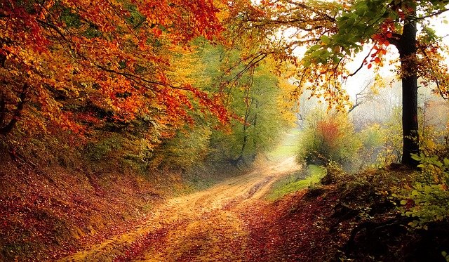 Fall scene with trees in autumn colors. See the beauty in life with help for anxiety, depression and coping with life transitions in Tigard, OR with an online therapist in Oregon at Discover Counseling.