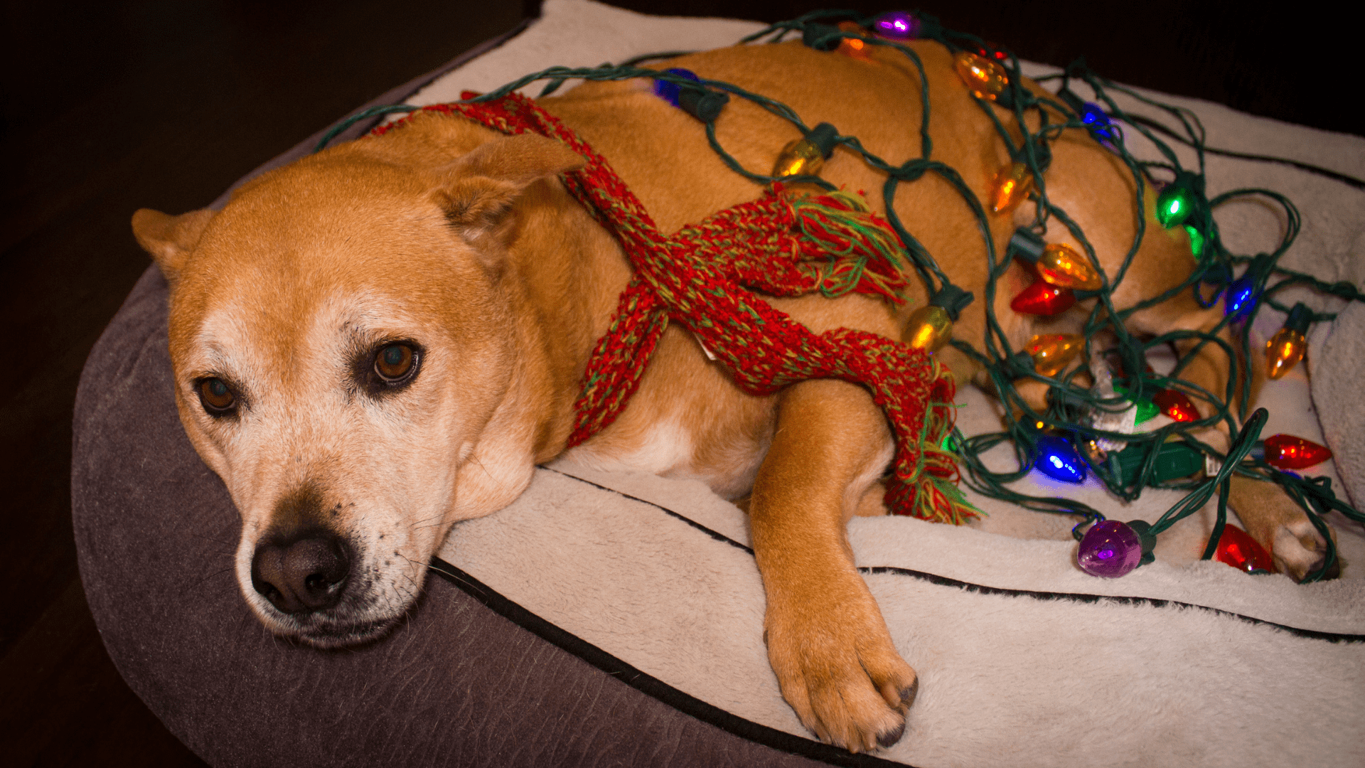 Dog wrapped in holiday lights looking exhausted. Holidays don't have to be stressful! Get help from a Tigard, OR therapist for anxiety treatment via online therapy in Oregon here.