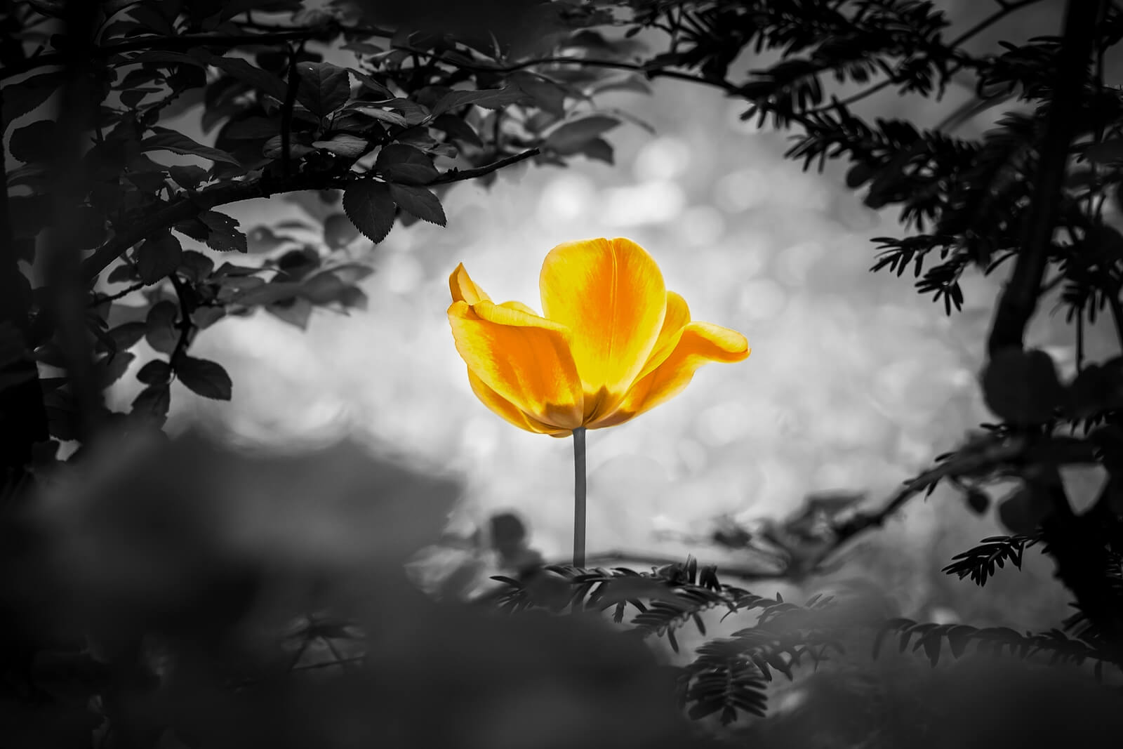 Yellow tulip | Stress counseling in Tigard, OR | anxiety therapy | health anxiety | anxiety counselor | 97223 Yellow tulip in darkness to represent the significance of stress counseling in Tigard, OR 97223. Speak with a Therapist in the Portland area now about therapy for relationship issues.