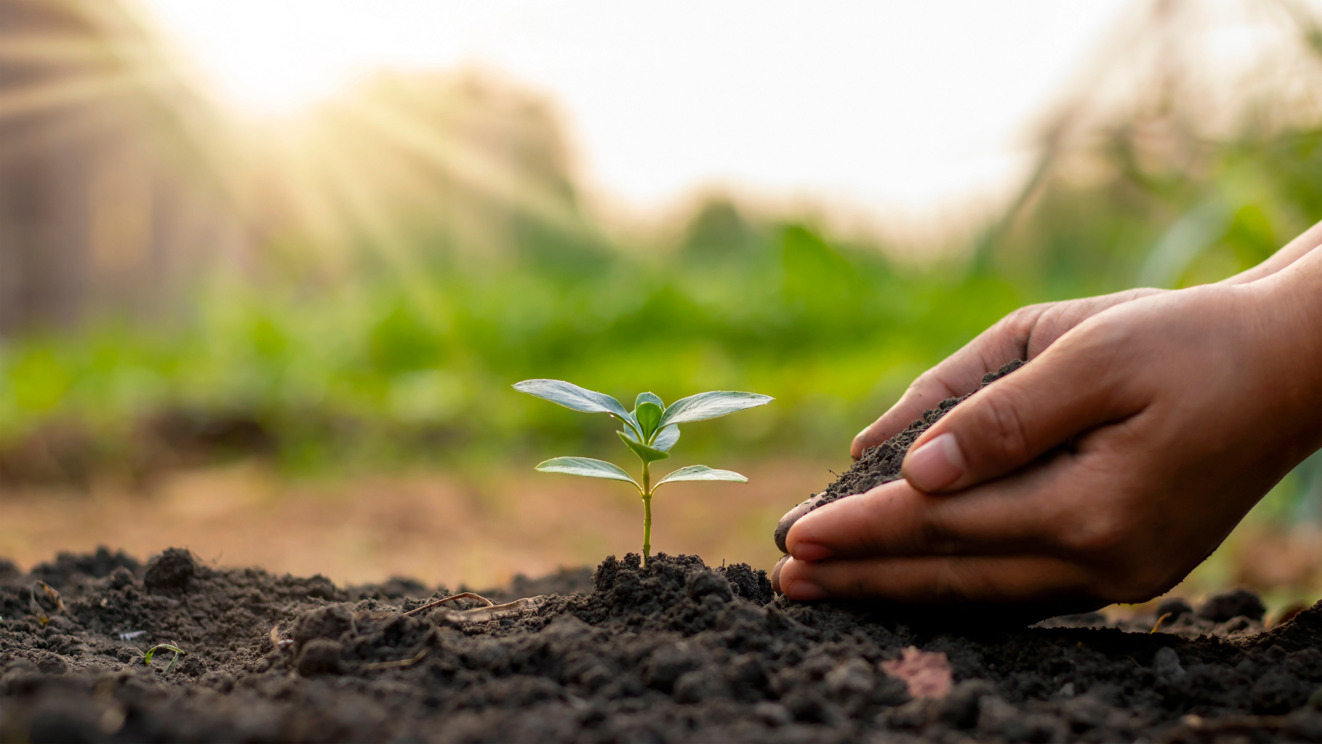 planting a tree | online therapy in Oregon | codependency therapy | Oregon online therapist | stress counseling in Tigard, OR | 97223 Image of two hands planting a tree. An Oregon online therapist provides tips on planting, growing, & nurturing a plant. That can also be used to nurture your goals. We can also help with this through online therapy in Oregon. Where we offer codependency therapy, stress counseling, & more in Tigard, OR. Call today