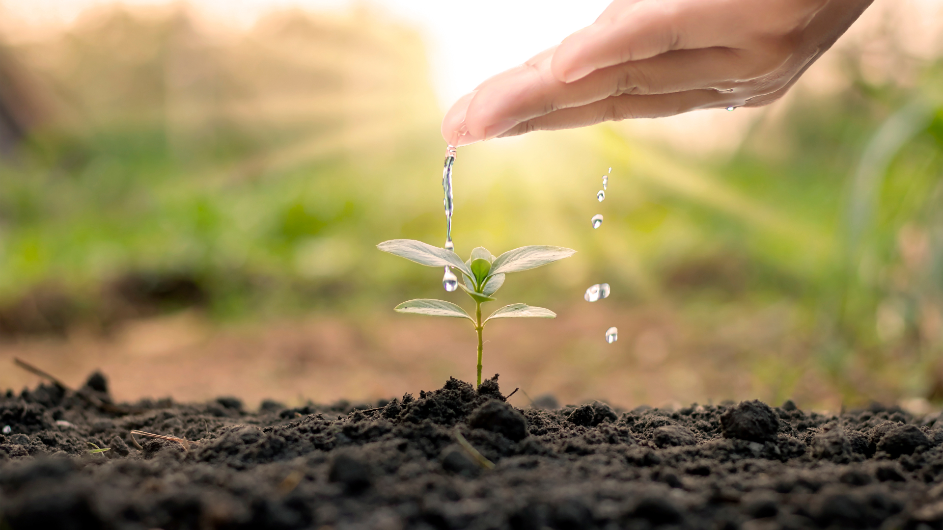 watering a plant | online therapy in Oregon | codependency therapy | Oregon online therapist | stress counseling in Tigard, OR | 97223 Image of two hands watering a tree. Much like a tree needs to be nurtured by being given after you need nurturing too and we can help with stress counseling in Tigard, OR. Start making steps towards your goals with codependency therapy & online therapy in Oregon. Call today to speak with an Oregon online therapist. Reach out now!