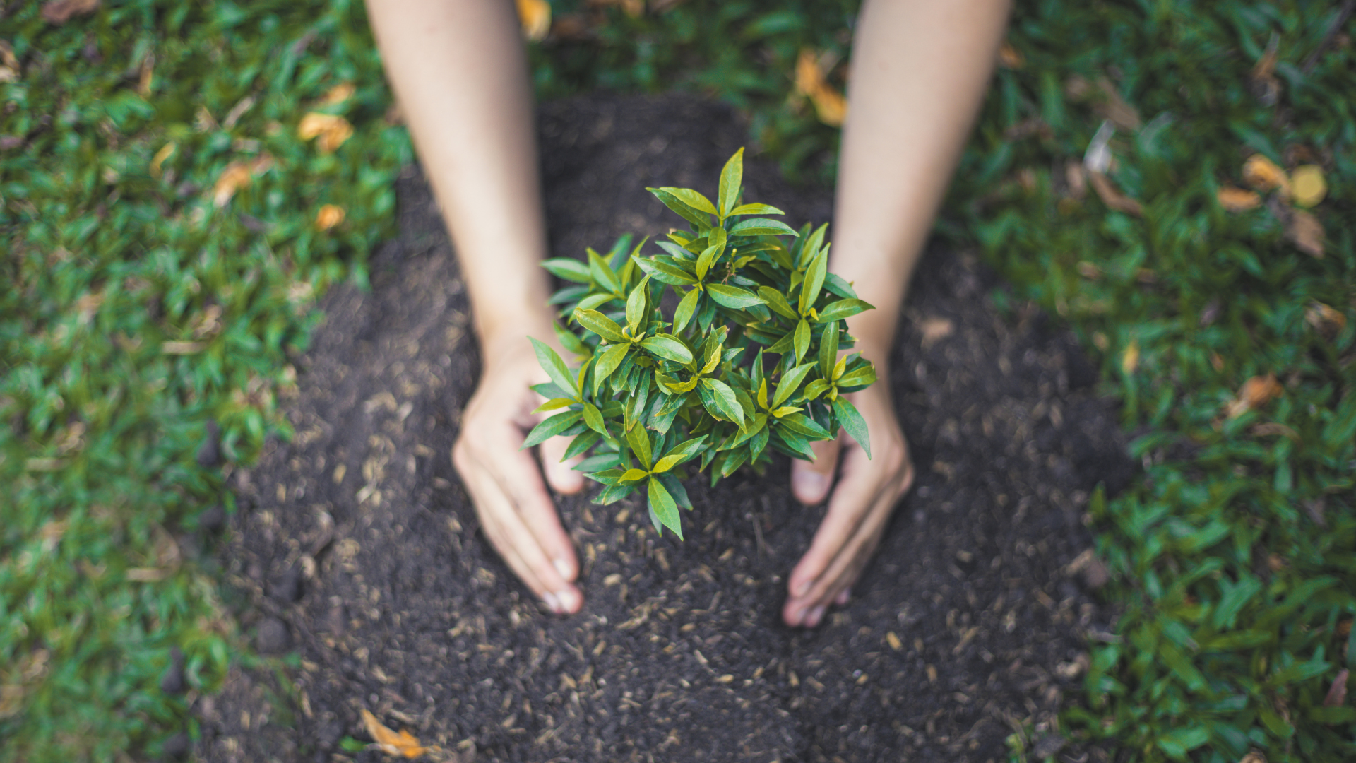growing tree | online therapy in Oregon | codependency therapy | Oregon online therapist | stress counseling in Tigard, OR | 97223 Image of a tree being nurtured and growing. Could you benefit from stress counseling in Tigard, OR to help you learn to nurture your goals. We have an Oregon online therapist who can help! Reach out today to start stress or codependency therapy with online therapy in Oregon!