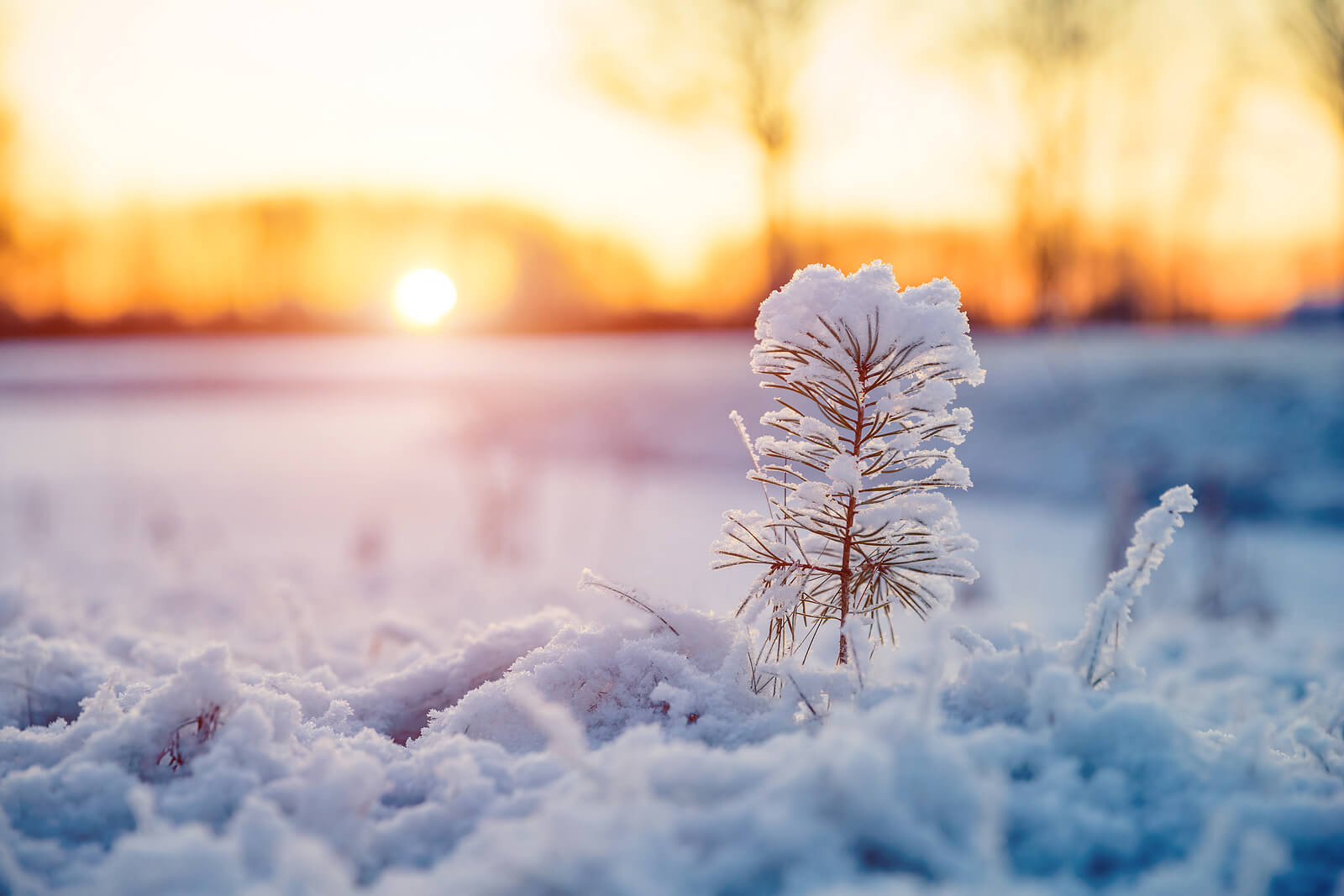 snow covered evening | anxiety counseling in tigard, or | stress counselor in tigard, or | anxiety therapy in tigard, or | 97223 | 97224 | 97281 A close up of a snow covered plan in the light of the setting sun. Learn more about the help anxiety counseling in Tigard, OR can offer by contacting a stress counselor in Tigard, OR to learn more about stress counseling in tigard, or today.