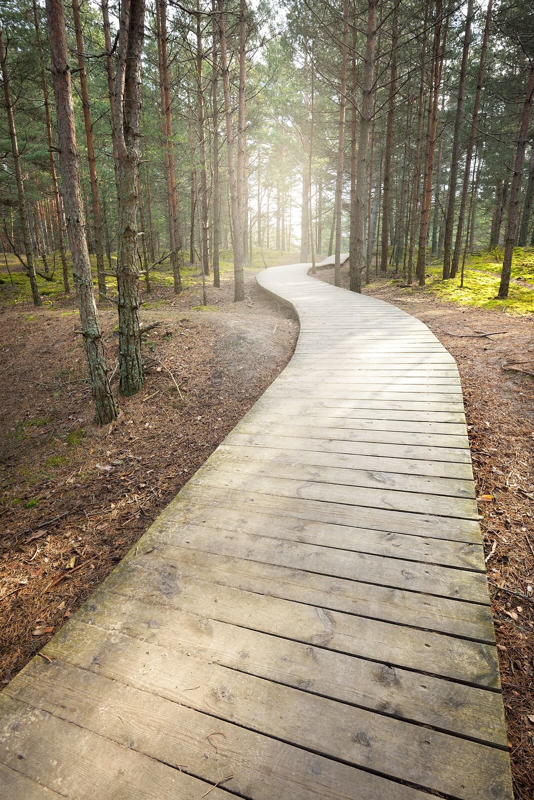 A close up of a wooden path carving through a forest. Learn more about how nature therapy in Tigard, OR can offer support by searching for “therapist Tigard”. Search for anxiety therapy in Tigard, OR to learn more.
