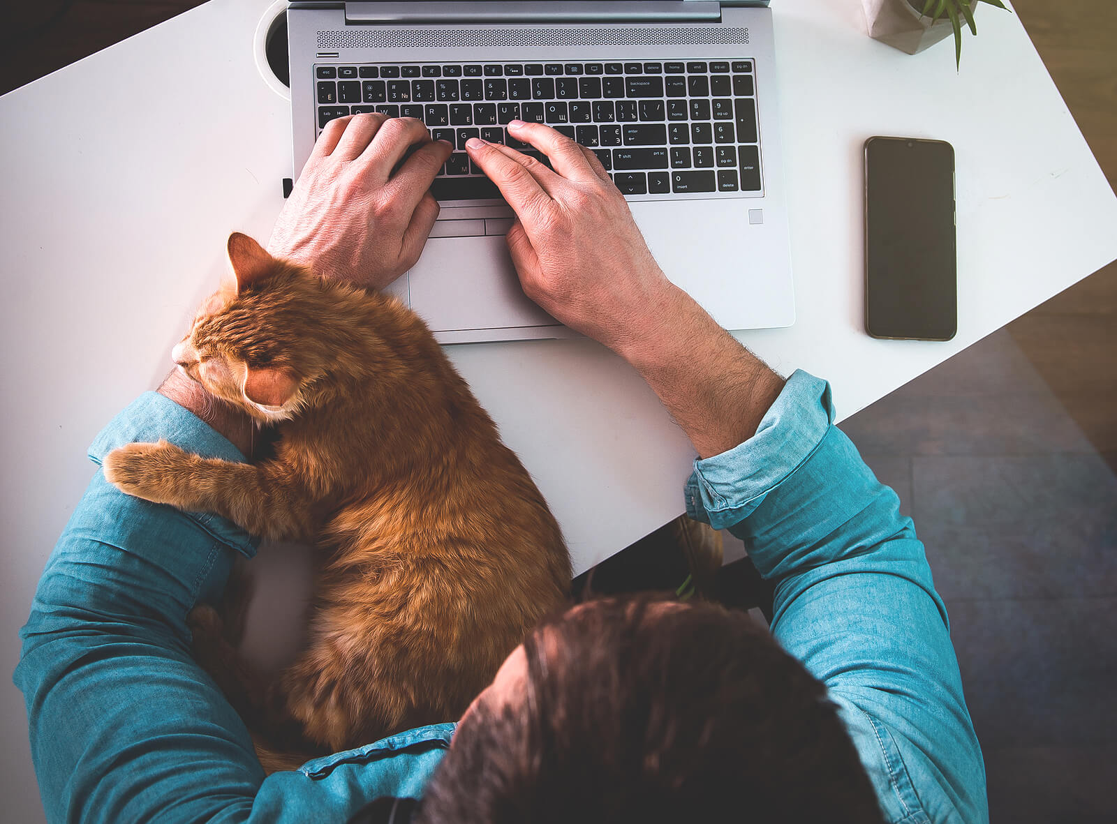 A top down view of a person typing on a laptop with their cat resting on their arm. Learn more about online therapy in Oregon and how an oregon online therapist can offer support. Search for online therapy Oregon to learn more.
