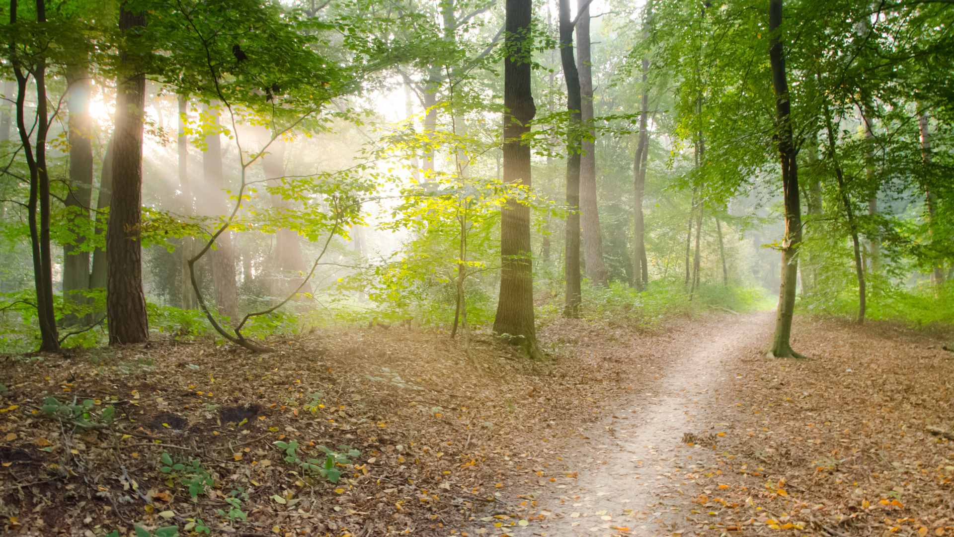 A narrow dirt path winds through a sunlit forest with tall trees and green foliage; sunlight streams through the branches. Nature therapy near Tigard, OR can help you feel more connected and grounded. Talk with a Tigard, OR therapist here!
