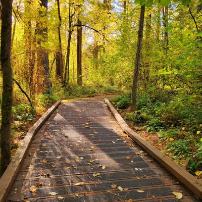 A wooden boardwalk path winds through a forest with green and yellow foliage, covered in scattered fallen leaves. Tualatin Nature Park is a great spot for nature therapy near Tigard, OR.